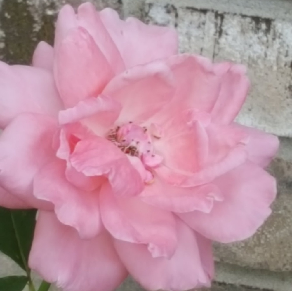 Meet your Posher, Diana